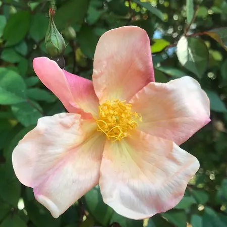 Sunny Garden Appartamento