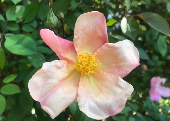 Sunny Garden Appartamento